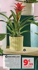 Bromelia en cache-pot céramique HARBY en promo chez Super U Vénissieux à 9,99 €