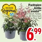 Prachtspiere Astilbe "arendsii" im EDEKA Prospekt Prachtspiere Astilbe "arendsii" im aktuellen EDEKA Prospekt für 6,99 €