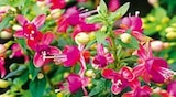 Fuchsie Fuchsia Hybride im aktuellen Hellweg Prospekt