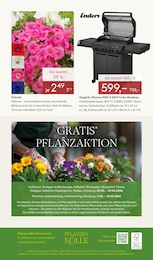 Pflanzen Kölle Grill im Prospekt 