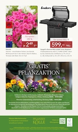 Enders Angebote im Prospekt "BLÜTENZAUBER FÜR ZUHAUSE" von Pflanzen Kölle auf Seite 14
