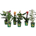 Plantes fleuries exotiques dans le catalogue Carrefour