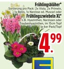Frühlingsblüher bei EDEKA im Ottobrunn Prospekt für 4,99 €