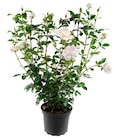 Rosier duo monovariétal en promo chez Truffaut Boulogne-Billancourt à 39,99 €