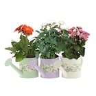 Plantes fleuries en promo chez Carrefour Avignon à 5,49 €