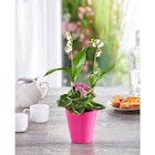 Muguet 2 griffes avec plante en promo chez Carrefour Market Villeurbanne à 6,99 €