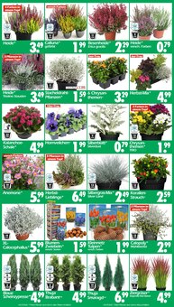 Blumentopf im Wreesmann Prospekt "DEIN SAISON- & SONDERPOSTENMARKT!" mit 8 Seiten (Cottbus)