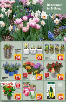 Narzissen im REWE Prospekt "Dein Markt" mit 26 Seiten (Frankfurt (Main))