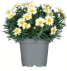 Aktuelles Bunte Margerite 10,5-cm-Topf Angebot bei toom Baumarkt in Magdeburg ab 2,99 €
