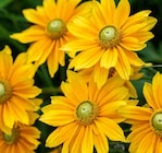Garten-Sonnenhut von  im aktuellen Pflanzen Kölle Prospekt für 14,99 €