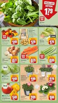 Kürbis im REWE Prospekt "Dein Markt" mit 35 Seiten (Leipzig)