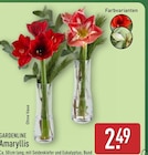 Amaryllis von Gardenline im aktuellen ALDI Nord Prospekt