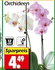 Orchideen Angebote bei Wreesmann Dresden für 4,49 €
