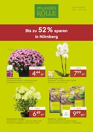 Garten & Pflanzen Prospekt von Pflanzen Kölle Oberasbach Pflanzen Kölle Prospekt: "BIS ZU 52% SPAREN IN NÜRNBERG", 4 Seiten, 07.09.2026 - 13.09.2026
