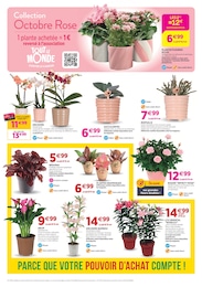 Offre Bambou dans le catalogue Delbard du moment à la page 7