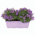 Jardinière de Campanule - Lidl à Caen Jardinière de Campanule en promo chez Lidl Caen à 9,99 €