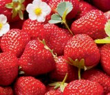 toom Baumarkt Wunstorf - Erdbeerpflanzen Angebot im Prospekt Erdbeerpflanzen bei toom Baumarkt im Wunstorf Prospekt für 1,69 €