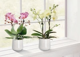 Midi-Schmetterlingsorchidee „Multiflora“ für 3,19 € bei toom Baumarkt im Angebot Midi-Schmetterlingsorchidee „Multiflora“ im aktuellen toom Baumarkt Prospekt