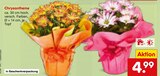 Aktuelle Chrysantheme Angebote bei Netto Marken-Discount in Frankfurt (Main) Aktuelles Chrysantheme Angebot bei Netto Marken-Discount in Frankfurt (Main) ab 4,99 €