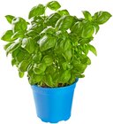 Basilikum im Angebot bei REWE in Kleve Basilikum Angebote von REWE Bio bei REWE Kleve für 1,59 €
