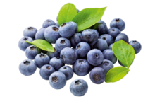 Heidelbeeren bei ALDI SÜD in Aachen Heidelbeeren im Angebot bei ALDI SÜD Aachen