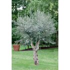 Olivier dans le catalogue Carrefour