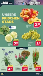 Nektarinen Angebot im aktuellen Netto mit dem Scottie Prospekt auf Seite 2
