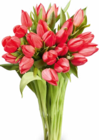 Aktuelles Großbund Tulpen Angebot bei Netto Marken-Discount in Mainz ab 5,55 €