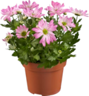 Chrysanthème collection en promo chez Lidl Élancourt à 3,49 €