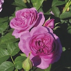 Rosiers variétés exclusives - Botanic à Clermont-Ferrand Rosiers variétés exclusives en promo chez Botanic Clermont-Ferrand à 17,99 €