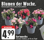 Gartennelke bei EDEKA im Goch Prospekt für 4,99 €