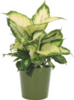 Plante verte - GARDENLINE en promo à 3,99 € chez Aldi Plante verte - GARDENLINE dans le catalogue Aldi