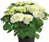 Aktuelles Hortensie Angebot bei Dehner Garten-Center in Karlsruhe ab 19,99 €