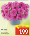 Petunien im aktuellen E center Prospekt