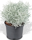 Aktuelles Stacheldrahtpflanze Angebot bei Penny in Remscheid ab 1,59 €