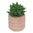 Mini plante grasse Ubi en promo chez Maxi Bazar Nantes à 2,00 €