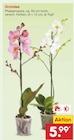Orchidee Angebote bei Netto Marken-Discount Kassel für 5,99 €