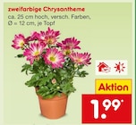 Zweifarbige Chrysantheme  im aktuellen Netto Marken-Discount Prospekt für 1,99 €