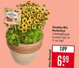 Stauden Mix Herbstfest im Angebot bei Marktkauf in Göppingen Stauden Mix Herbstfest Angebote bei Marktkauf Göppingen für 6,99 €