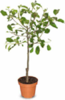 Apfel- oder Birnenbaum im Angebot bei Netto Marken-Discount in Neuss Apfel- oder Birnenbaum Angebote bei Netto Marken-Discount Neuss für 7,99 €