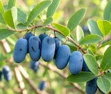 XXL-Beerenpflanze Heidelbeere bei Thomas Philipps im Nagold Prospekt für 4,44 €