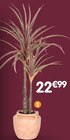 Grande plante en promo chez B&M Grande plante dans le catalogue B&M