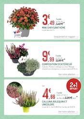 Promos Chrysanthèmes dans le catalogue "Botanic" de Botanic Chrysanthèmes en promo dans le catalogue Botanic à la page 3