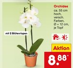 Orchidee Angebote bei Netto Marken-Discount Münster für 8,88 €
