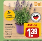 Lavendel Angebote bei REWE Freiburg für 1,39 €