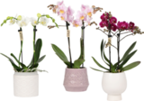 SCHMETTERLINGS-ORCHIDEE (PHALAENOPSIS) Angebote von PHALAENOPSIS bei OBI Lehrte für 11,99 €