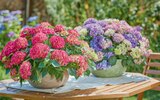 Ballhortensie 'Tabletensia' Angebote bei toom Baumarkt Kaufbeuren für 27,99 €