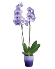 Orchidée royale en pot céramique en promo chez Lidl Orchidée royale en pot céramique dans le catalogue Lidl