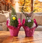 Heidewichtel im Angebot bei Netto Marken-Discount in Schwäbisch Hall Heidewichtel Angebote bei Netto Marken-Discount Schwäbisch Hall für 5,99 €