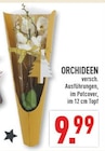 Marktkauf Sundern - Orchideen Angebot im Prospekt Orchideen bei Marktkauf im Sundern Prospekt für 9,99 €